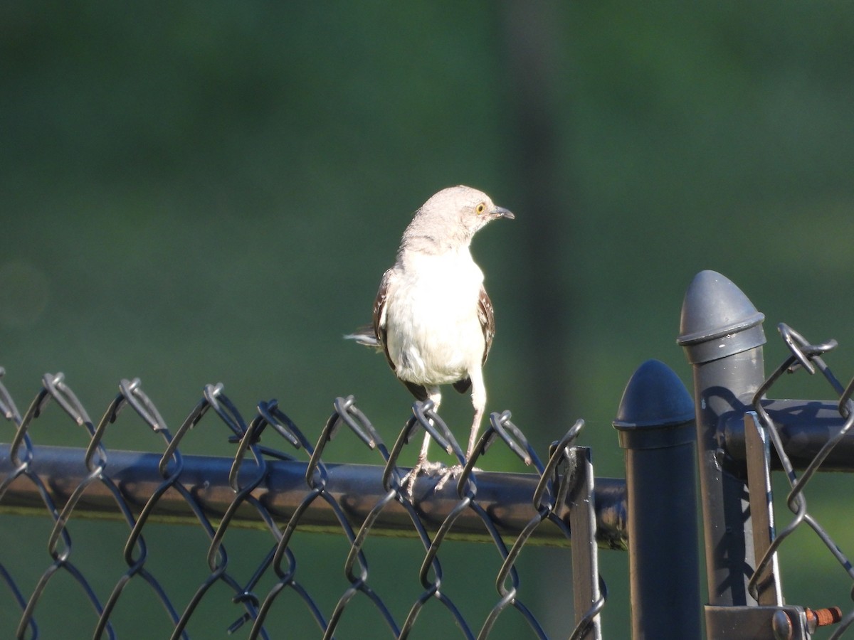 Northern Mockingbird - ML640167049
