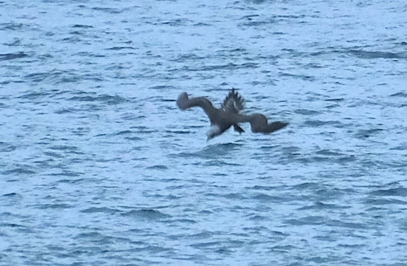 Northern Gannet - ML640167105