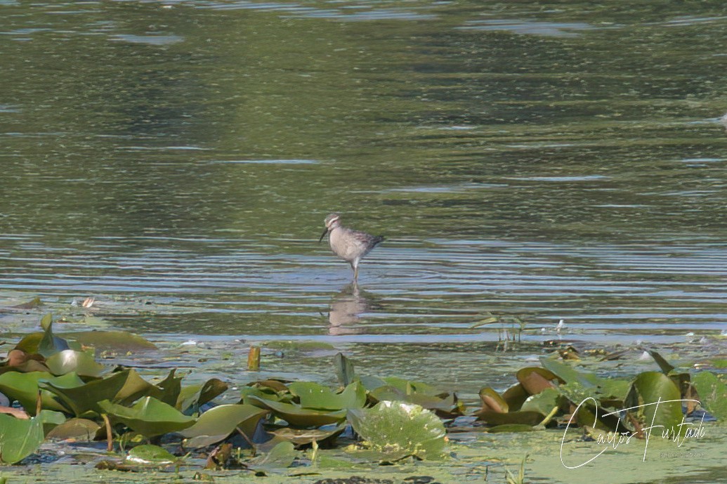 Stilt Sandpiper - ML640167113