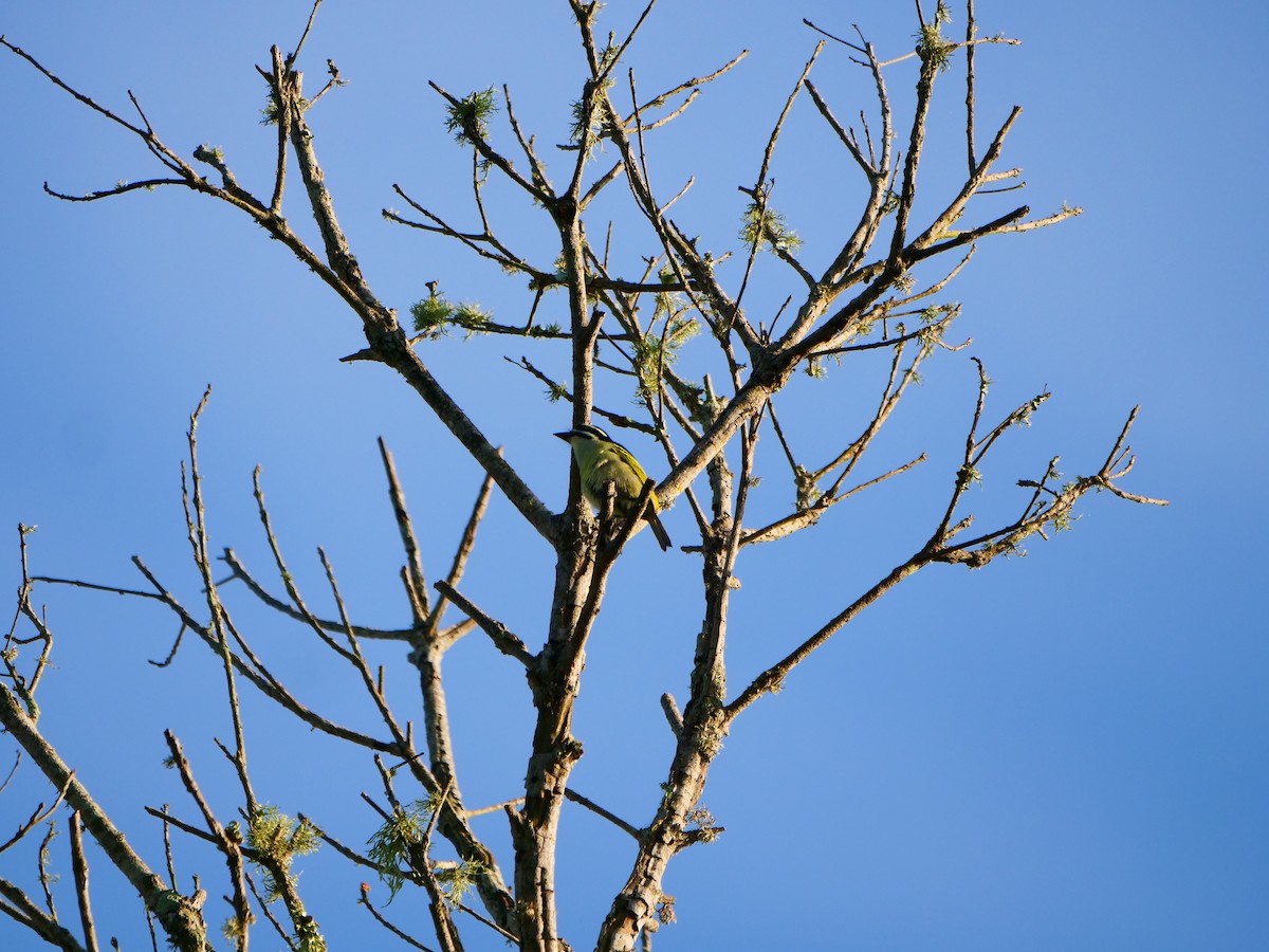 キゴシヒメゴシキドリ（bilineatus グループ） - ML640167114
