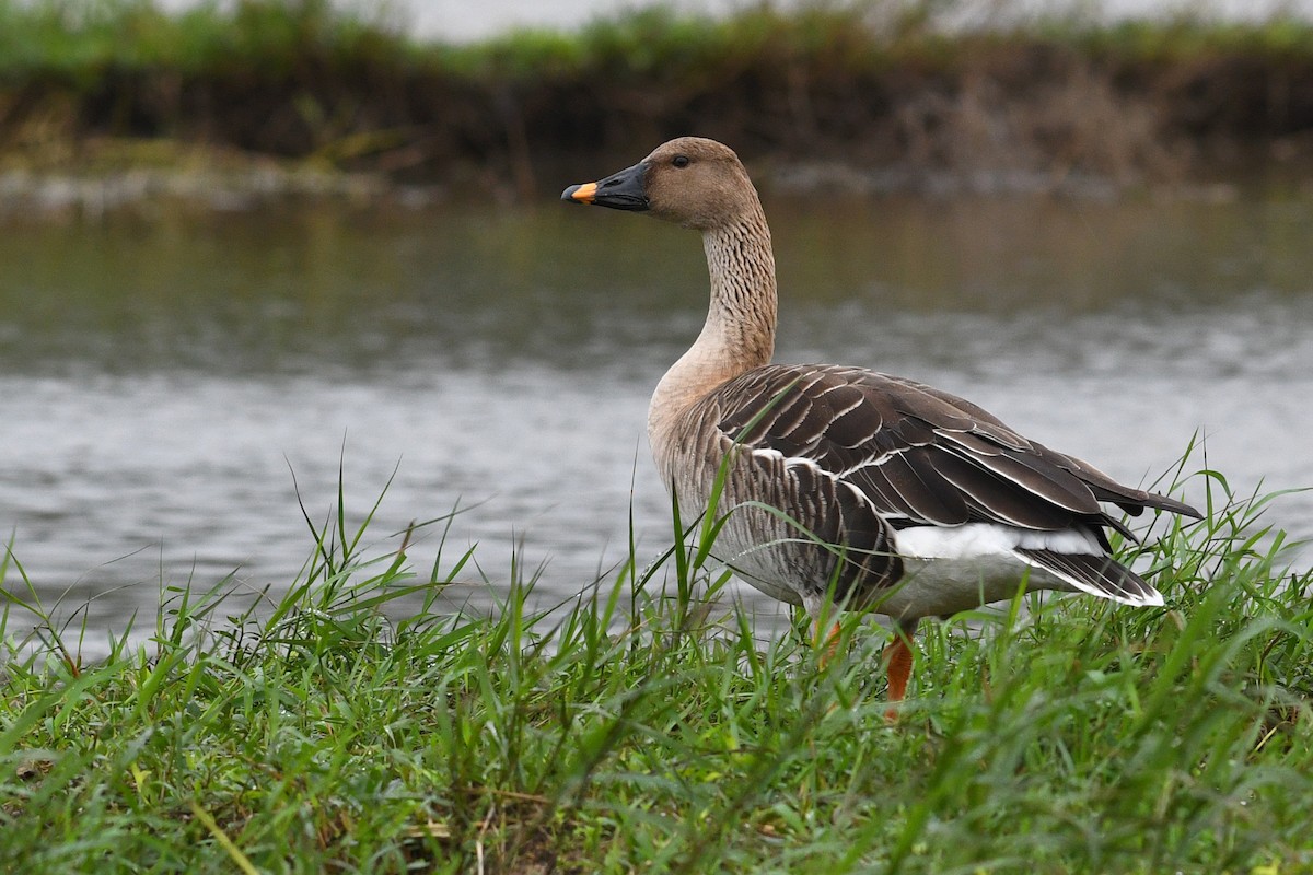 Taiga Bean-Goose - ML640167123