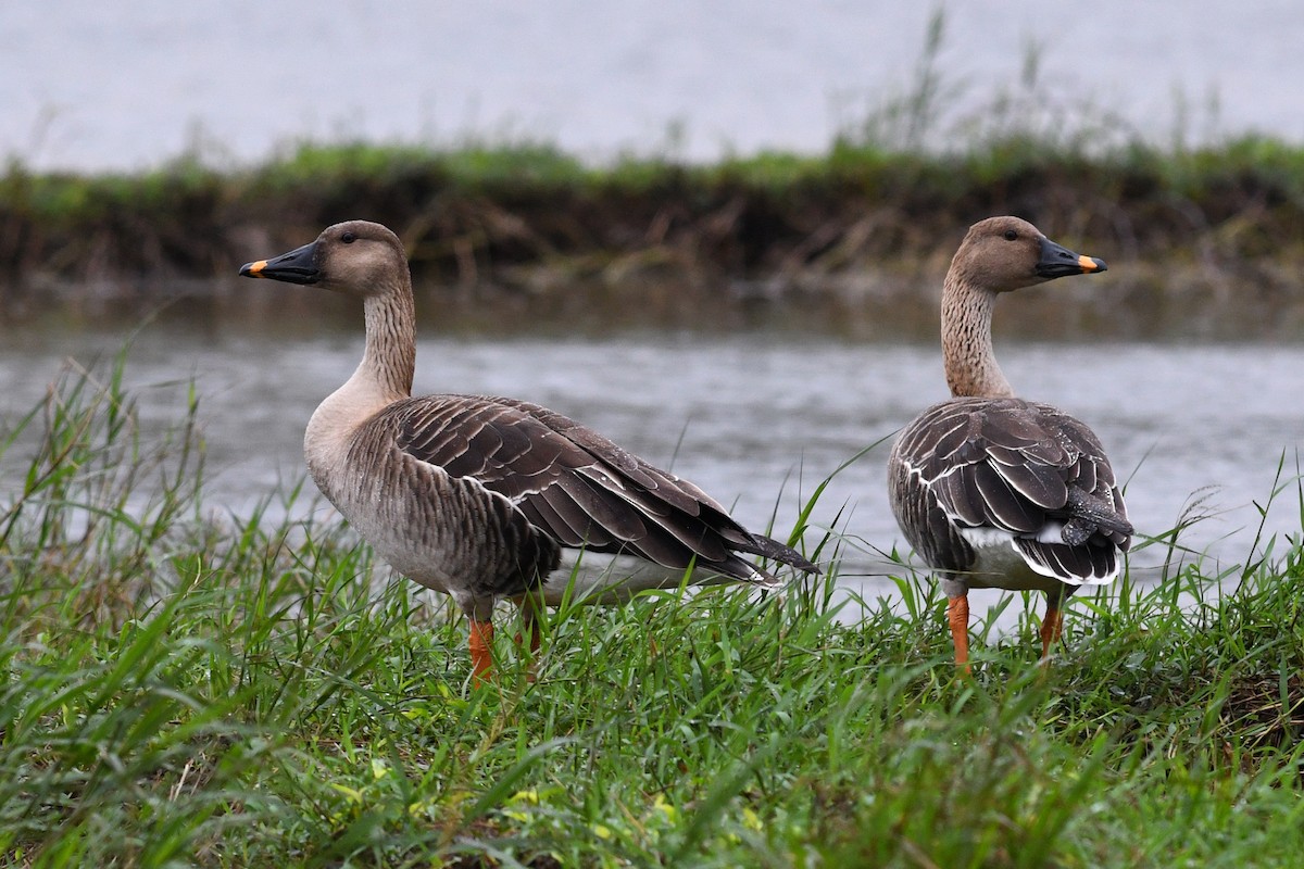 Taiga Bean-Goose - ML640167124