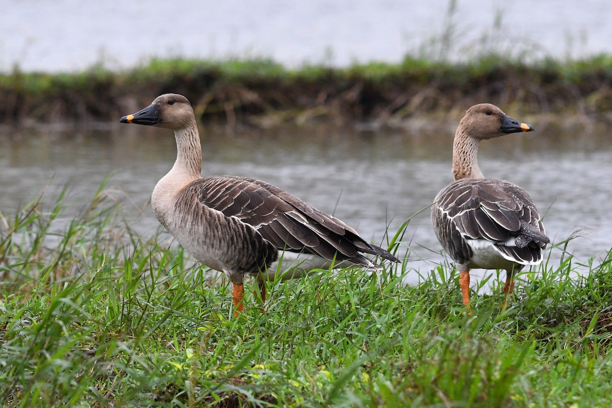 Taiga Bean-Goose - ML640167125