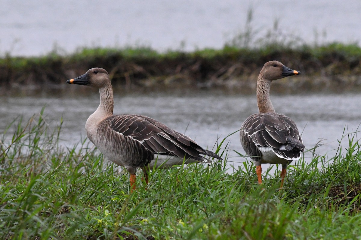 Taiga Bean-Goose - ML640167126