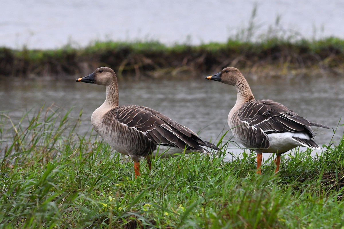 Taiga Bean-Goose - ML640167127