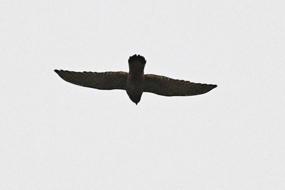 Eurasian Kestrel - ML640167131