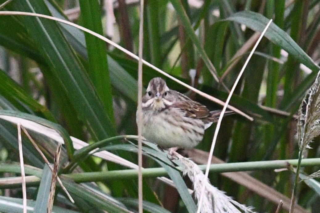 Black-faced Bunting - ML640167140