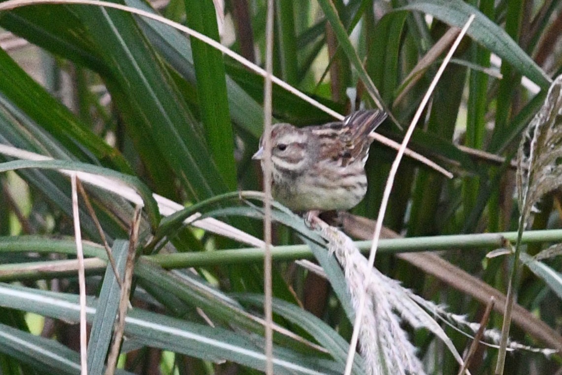 Black-faced Bunting - ML640167141