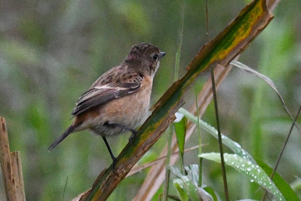 Amur Stonechat - ML640167145