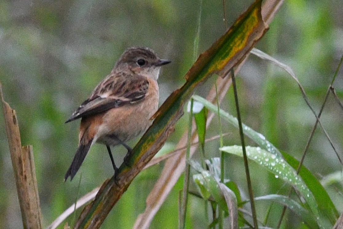 Amur Stonechat - ML640167146