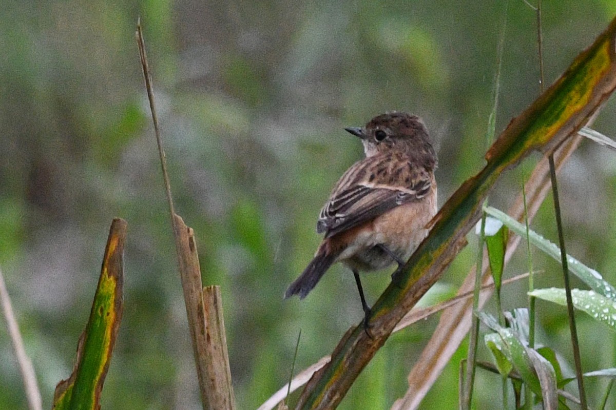 Amur Stonechat - ML640167147