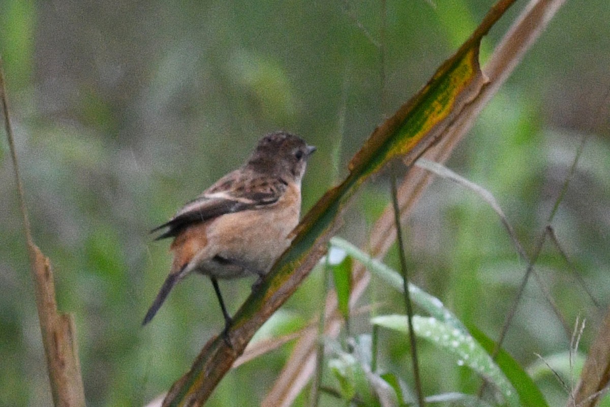 Amur Stonechat - ML640167148