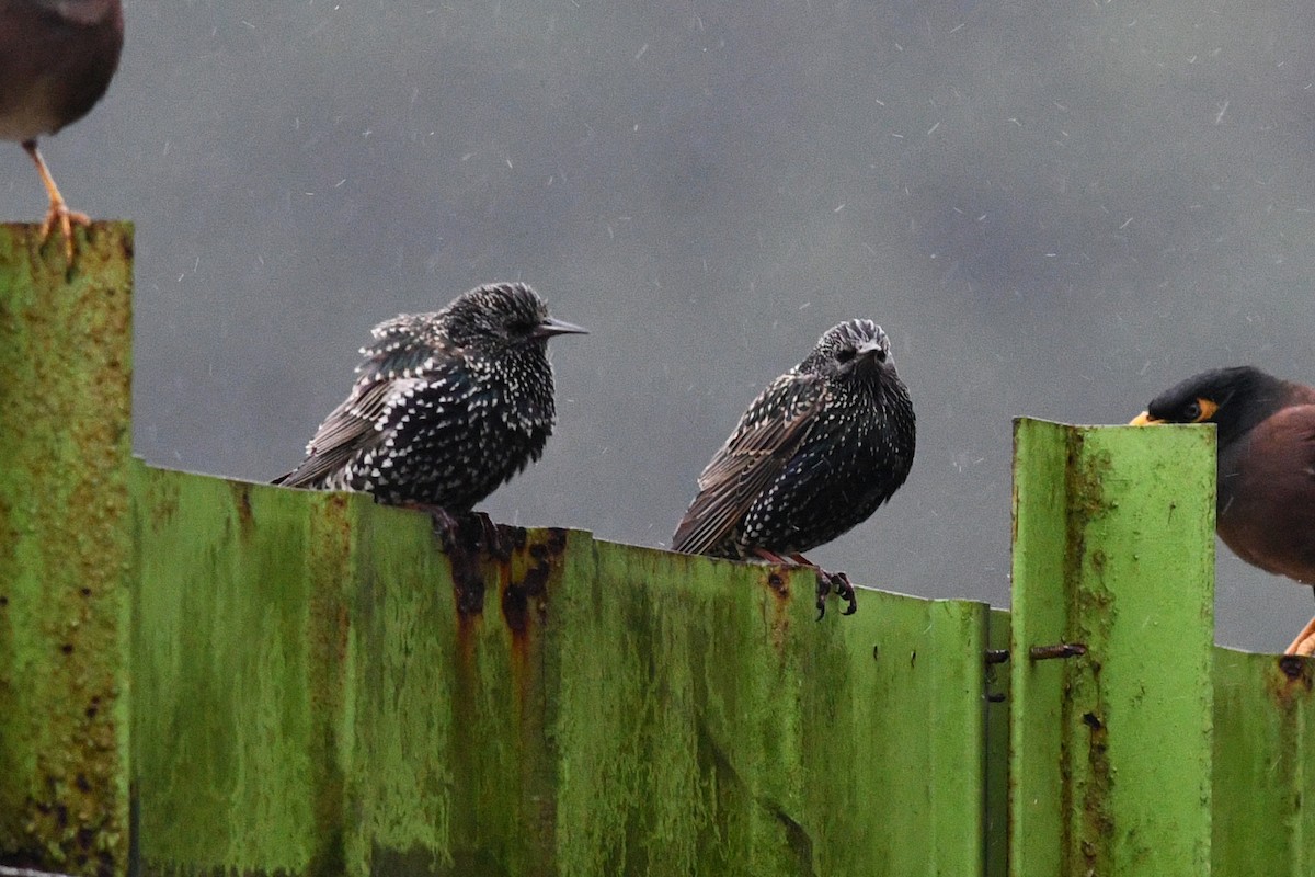 European Starling - ML640167150
