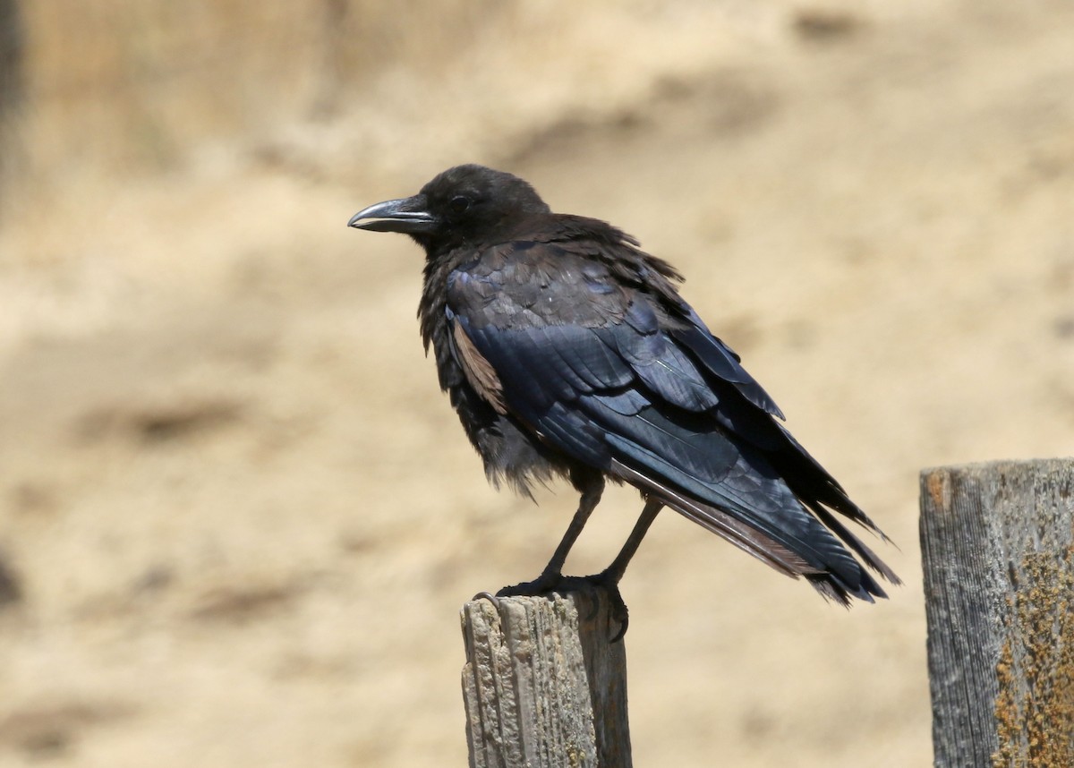 アメリカガラス - ML640167174