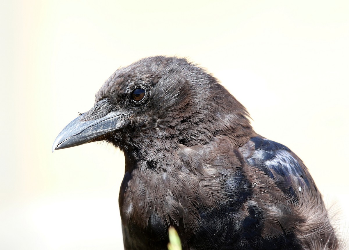 アメリカガラス - ML640167182