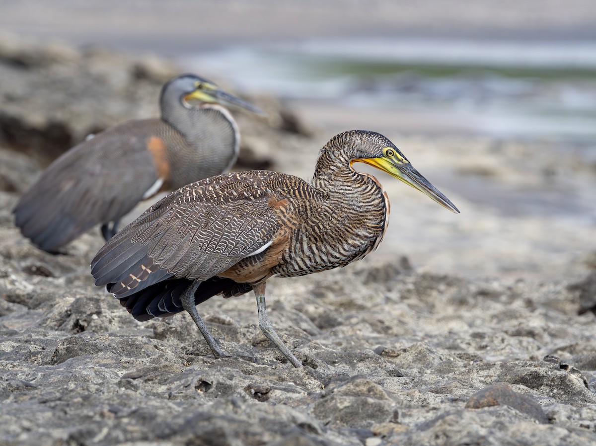 Bare-throated Tiger-Heron - ML640167209