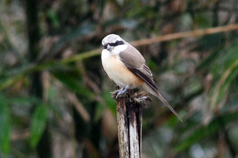 Alcaudón Pardo (lucionensis) - ML640167233