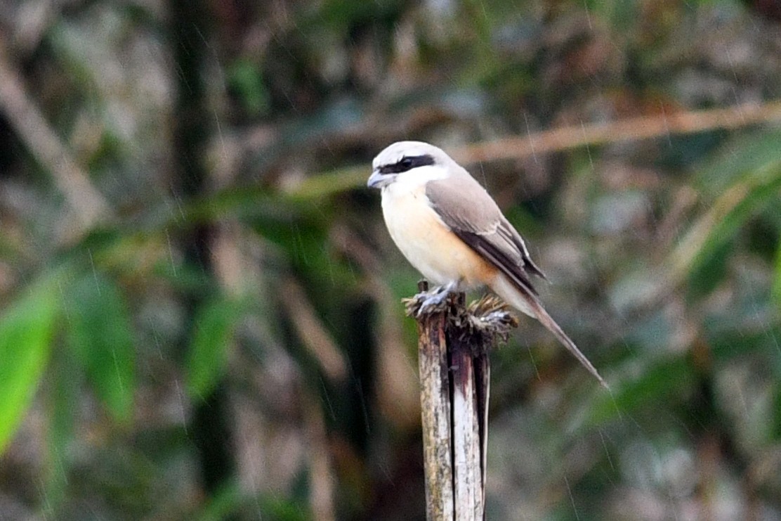 Alcaudón Pardo (lucionensis) - ML640167234