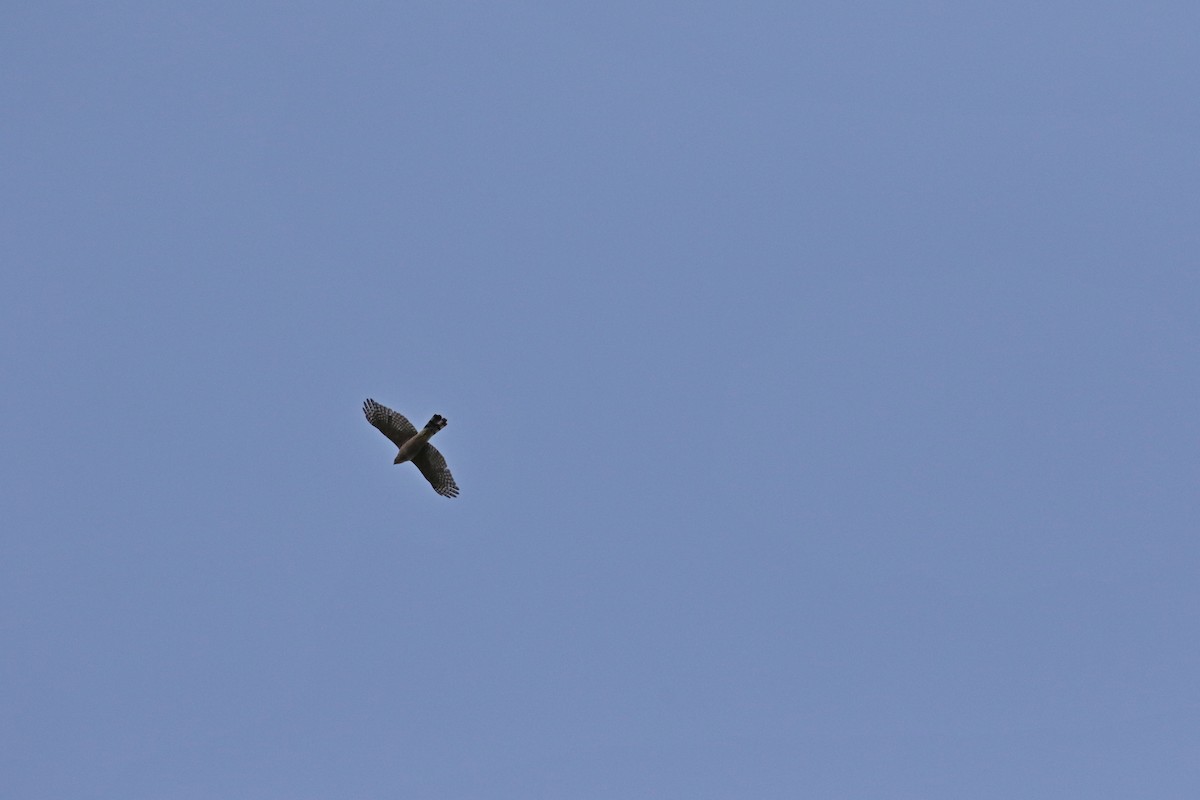 Sharp-shinned Hawk - ML640167285