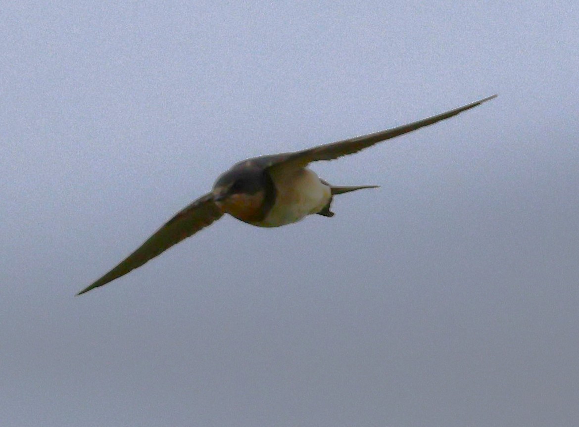 Hirondelle rustique - ML640167403