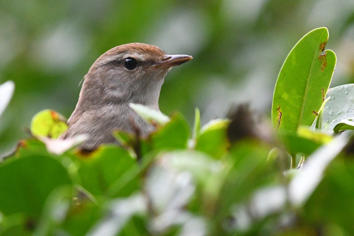 Manchurian Bush Warbler - ML640167438