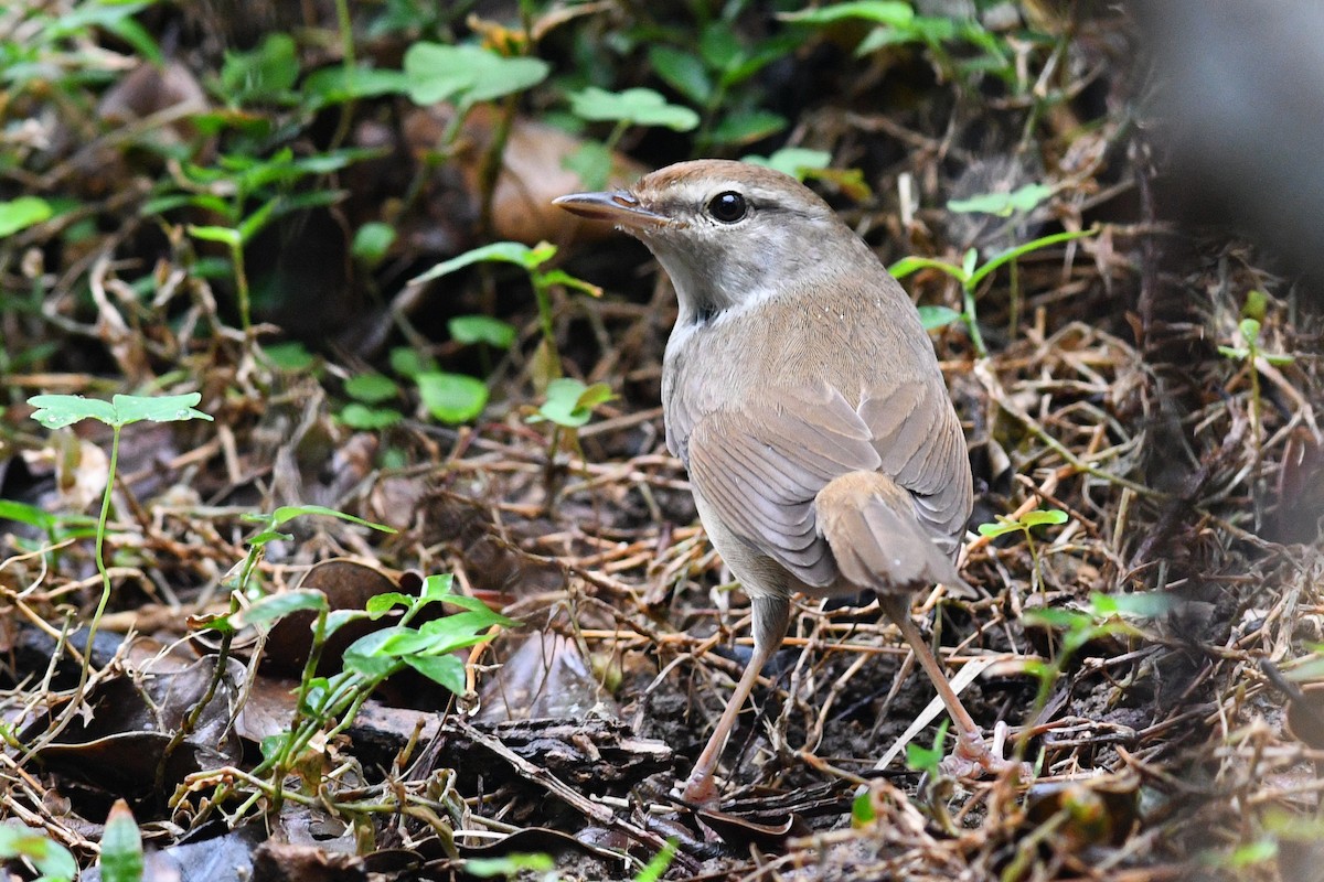 Manchurian Bush Warbler - ML640167439