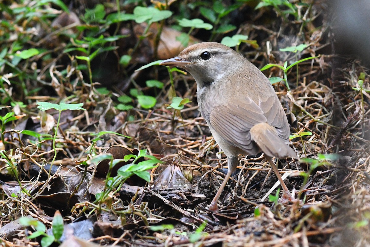 Manchurian Bush Warbler - ML640167440