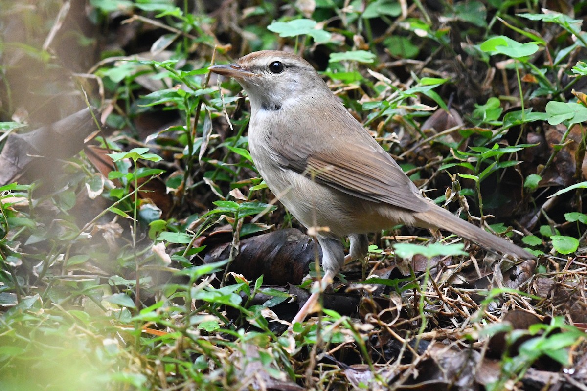 Manchurian Bush Warbler - ML640167443