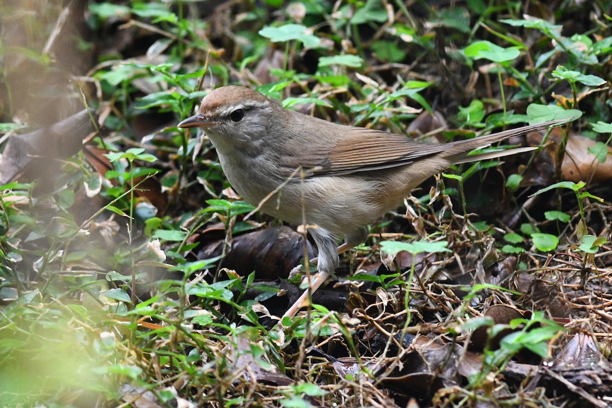 Manchurian Bush Warbler - ML640167444