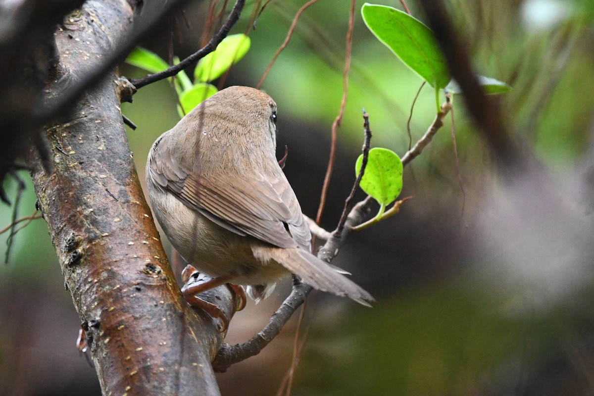 Manchurian Bush Warbler - ML640167446