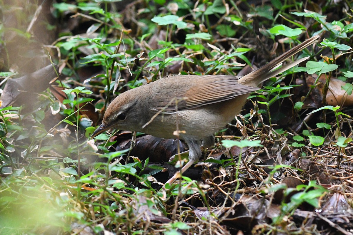 Manchurian Bush Warbler - ML640167447