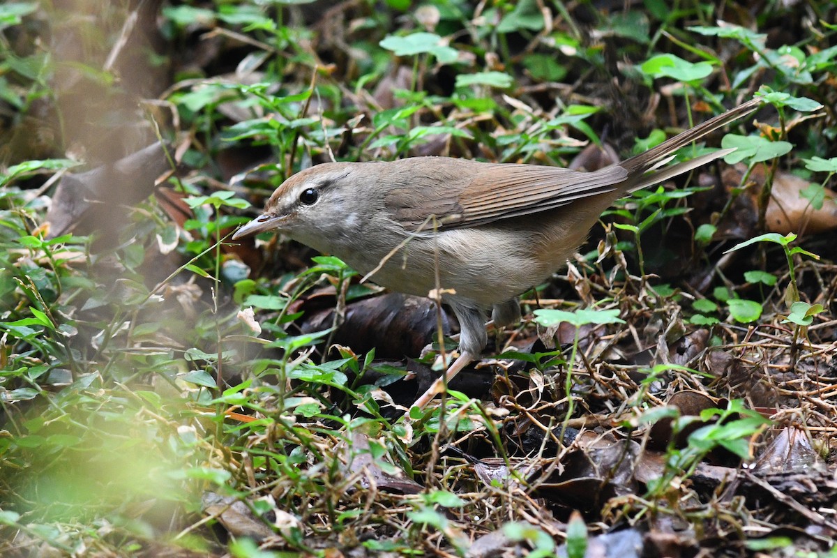 Manchurian Bush Warbler - ML640167448