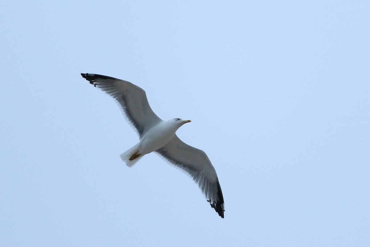 Yellow-legged Gull - ML640167554