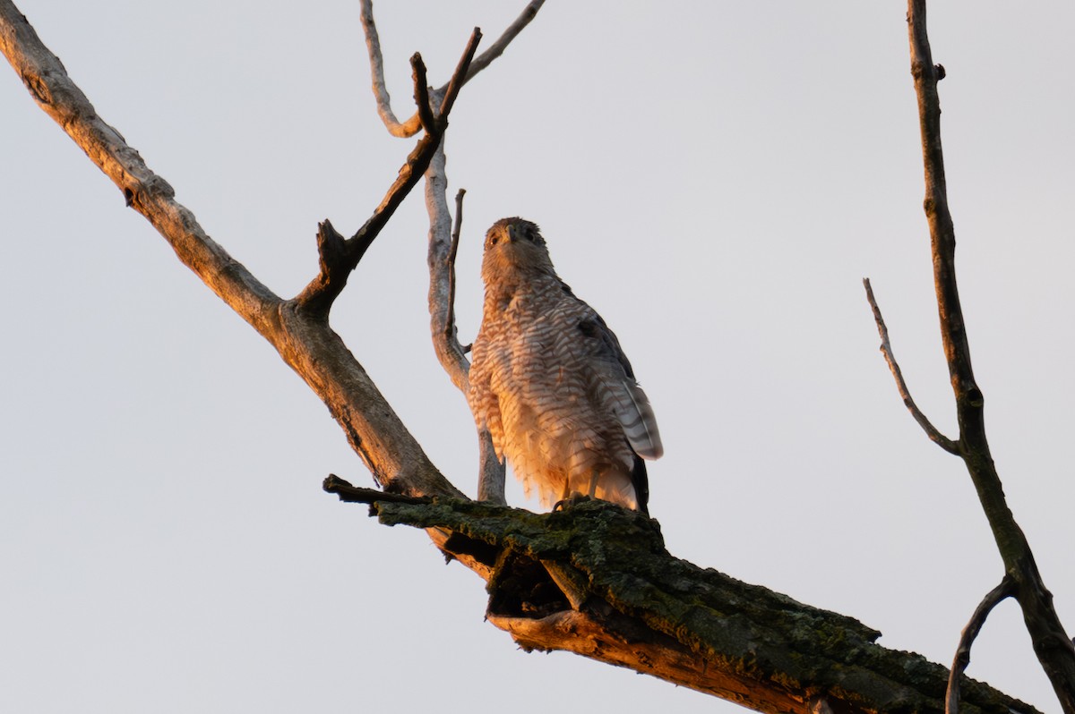 Cooper's Hawk - ML640167600
