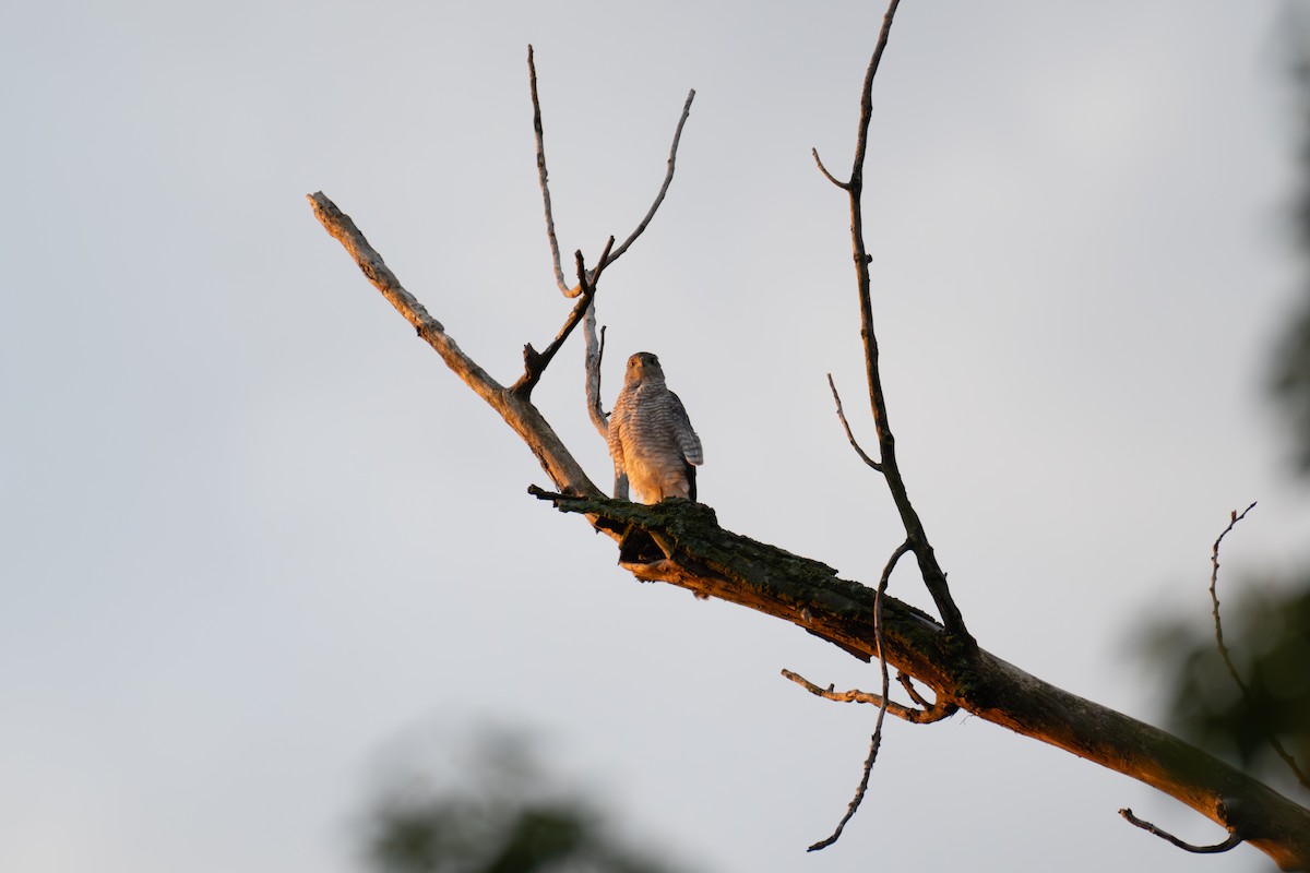 Cooper's Hawk - ML640167601