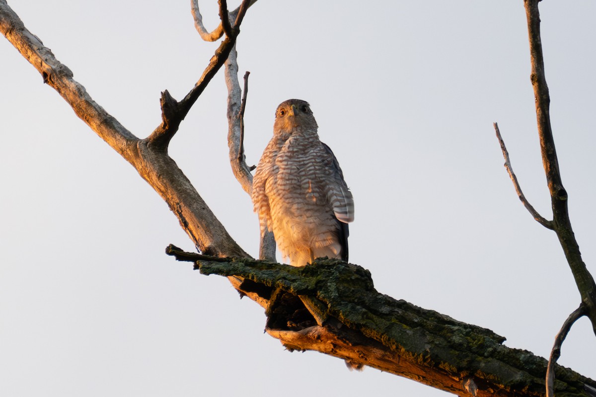 Cooper's Hawk - ML640167713