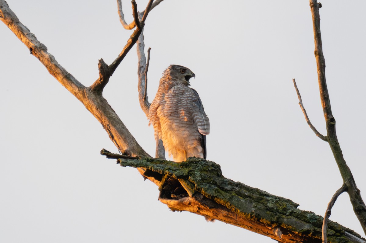 Cooper's Hawk - ML640167714