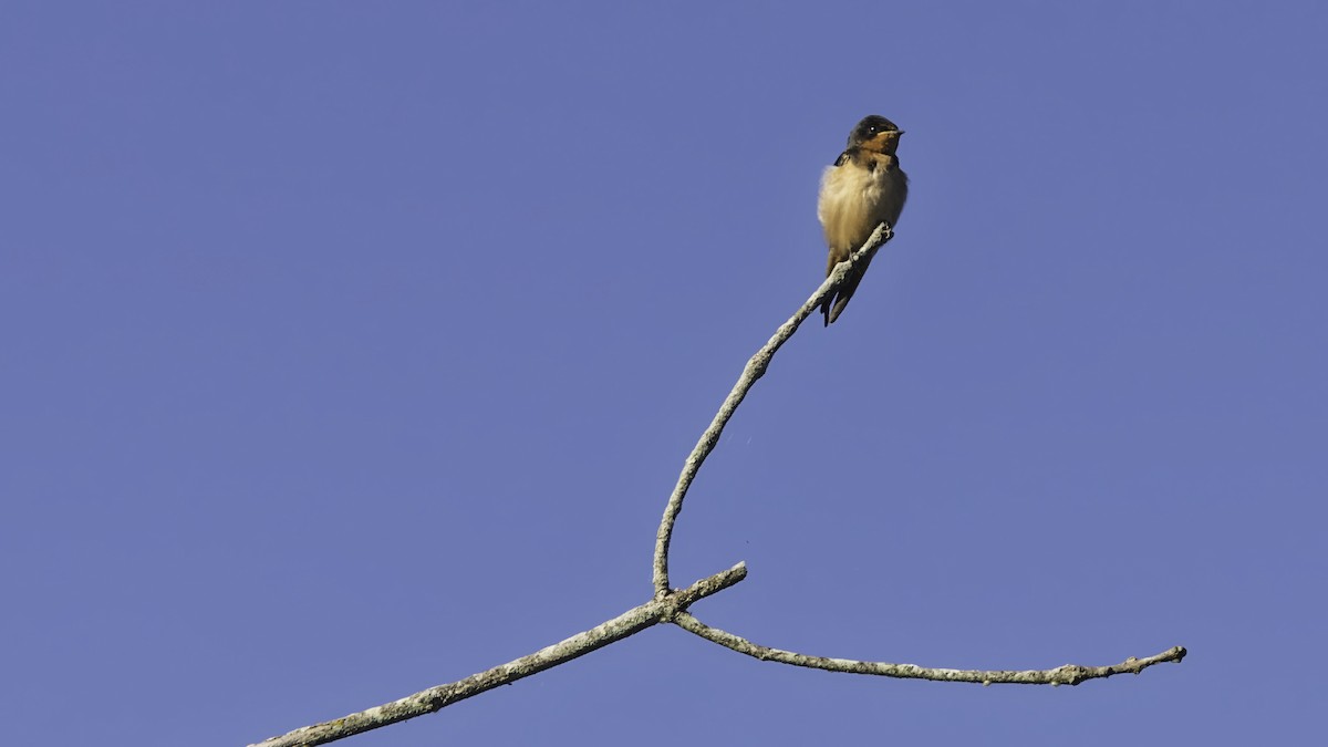 Hirondelle rustique - ML640167716