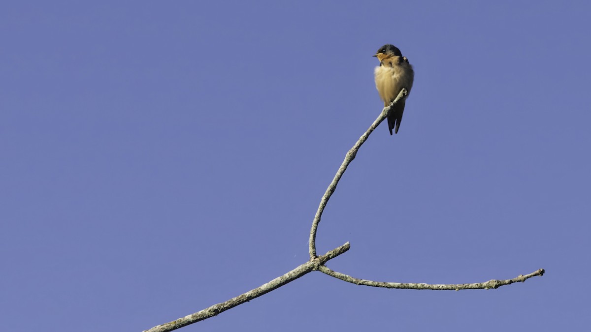 Hirondelle rustique - ML640167721