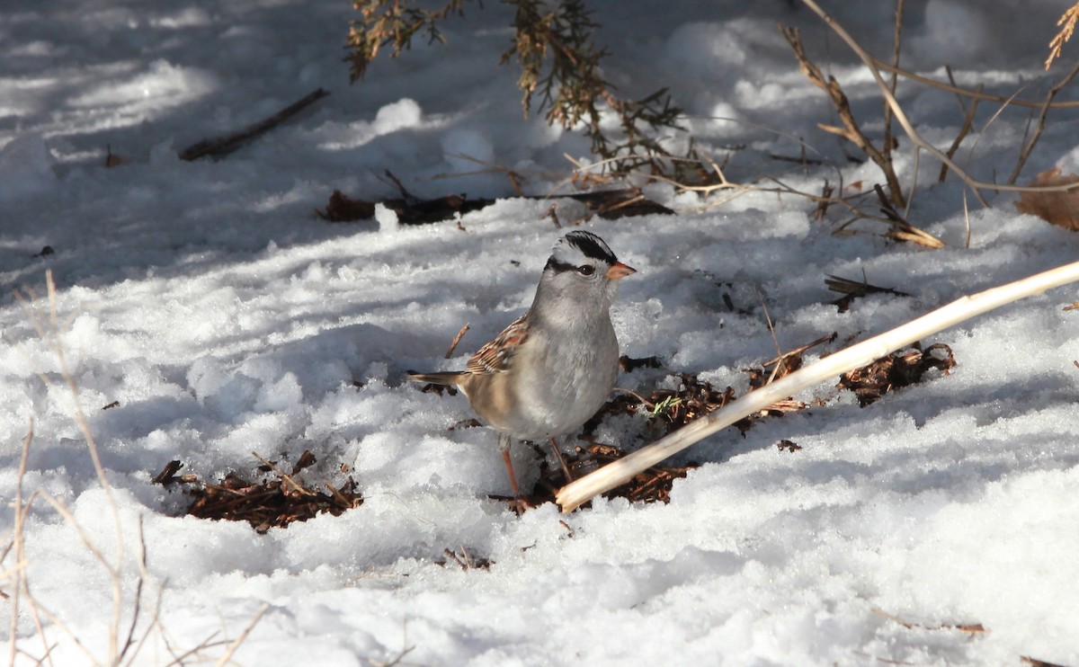 White-crowned Sparrow (Gambel's) - ML640167747