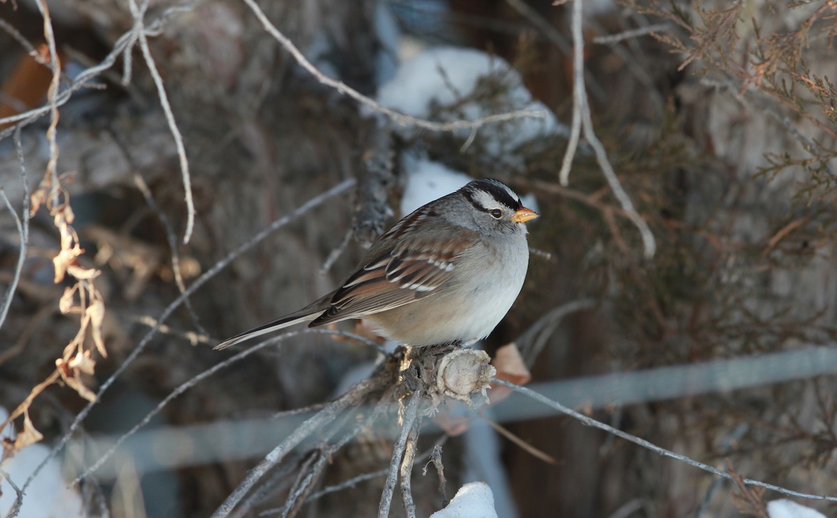 White-crowned Sparrow (Gambel's) - ML640167748
