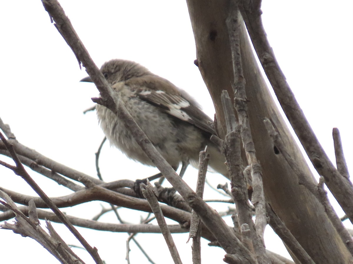 Northern Mockingbird - ML640167786