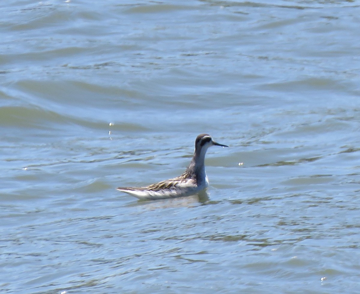 Red-necked Phalarope - ML640167849