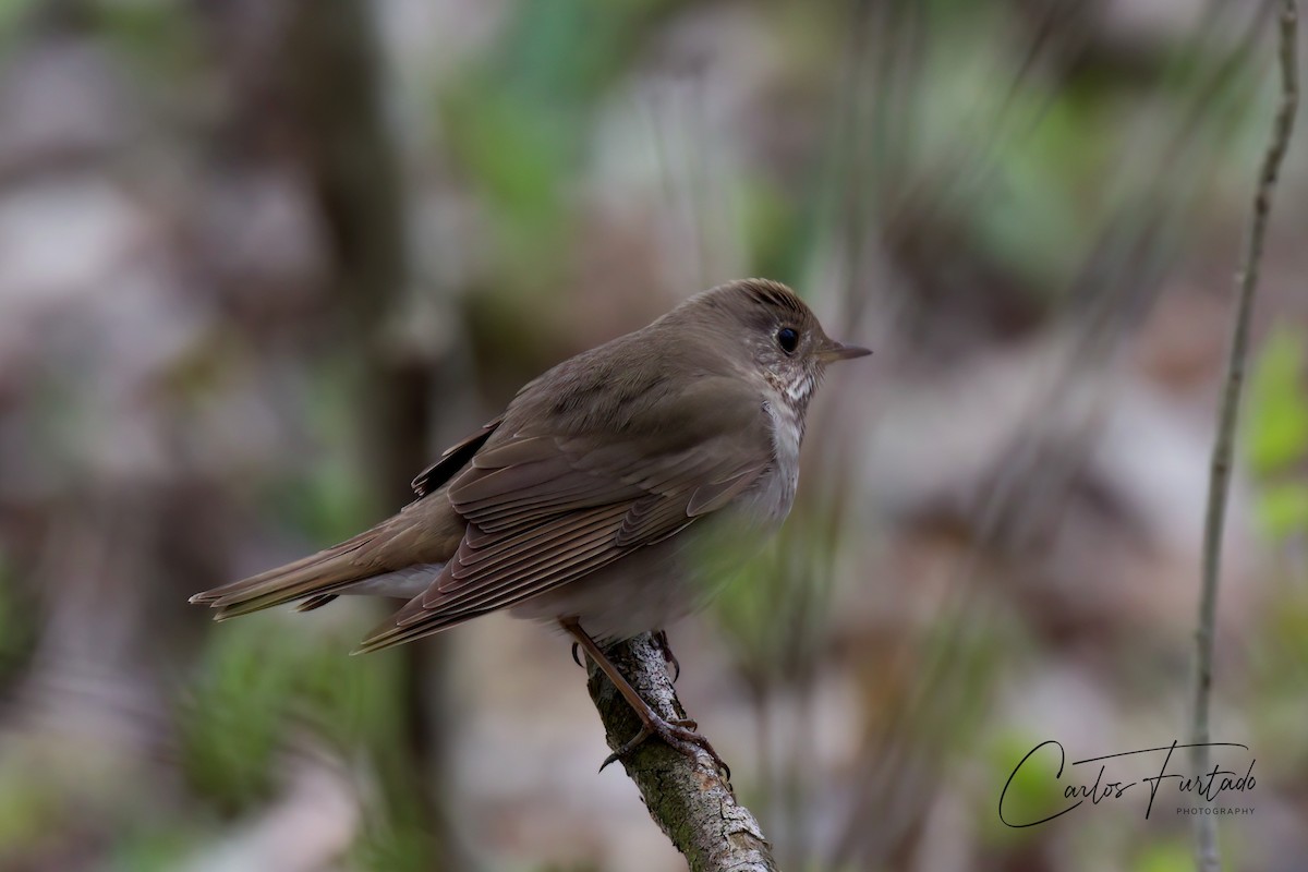 Gray-cheeked Thrush - ML640167914