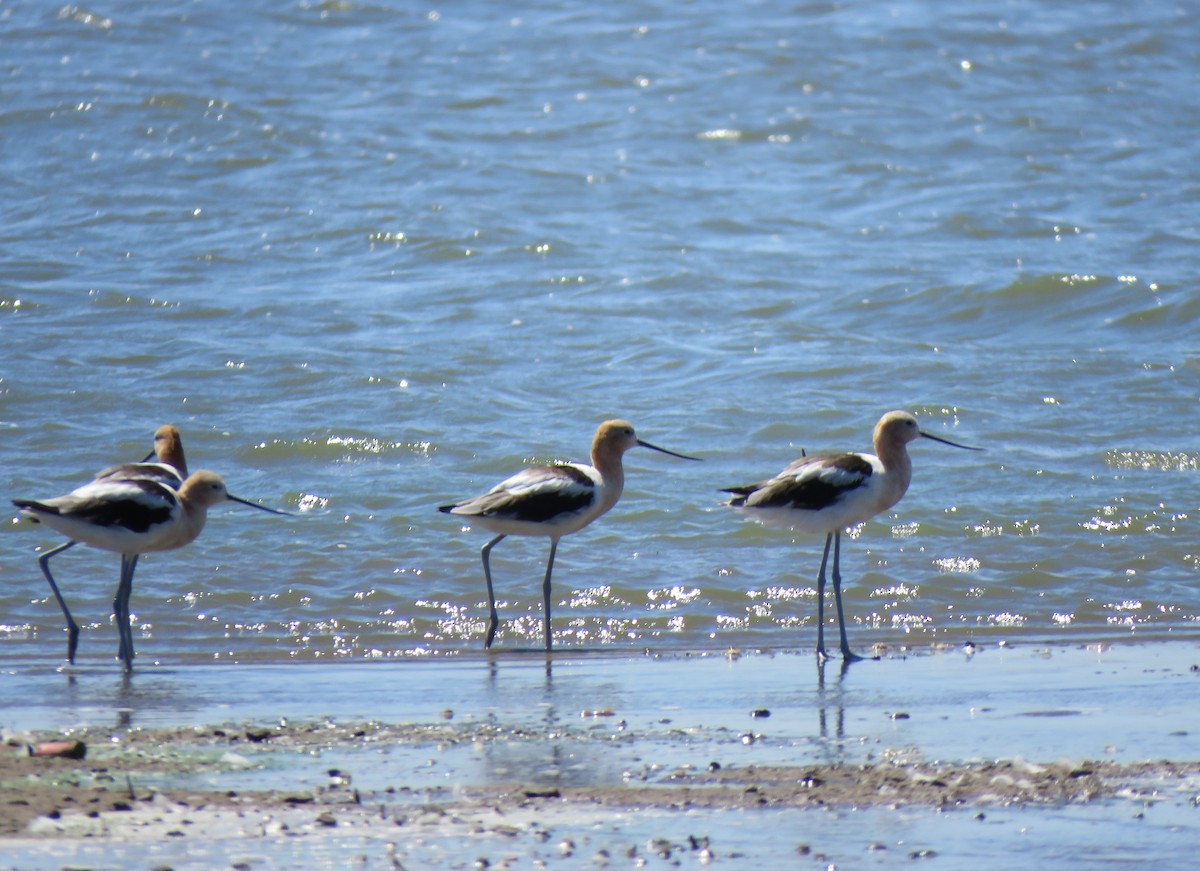 American Avocet - ML640167975