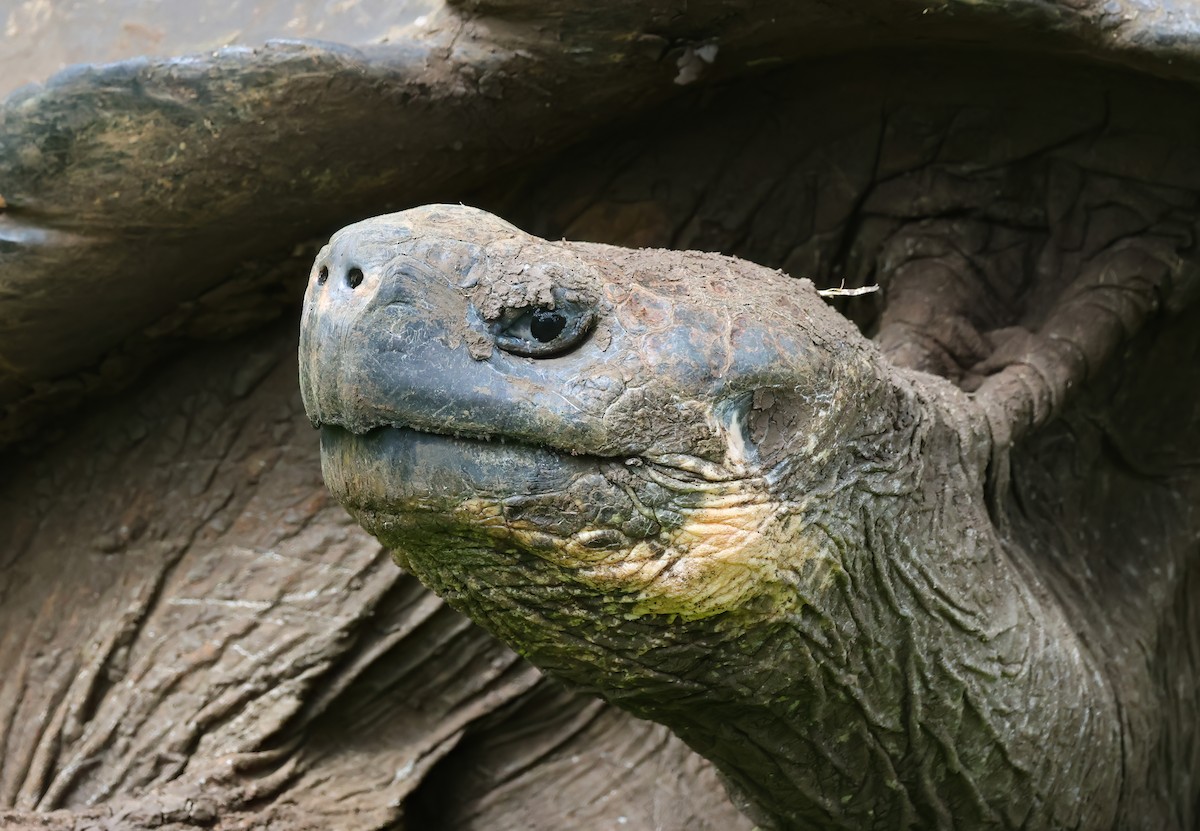 Tortue géante des Galápagos - ML640167990