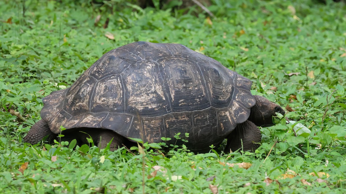 Tortue géante des Galápagos - ML640167992