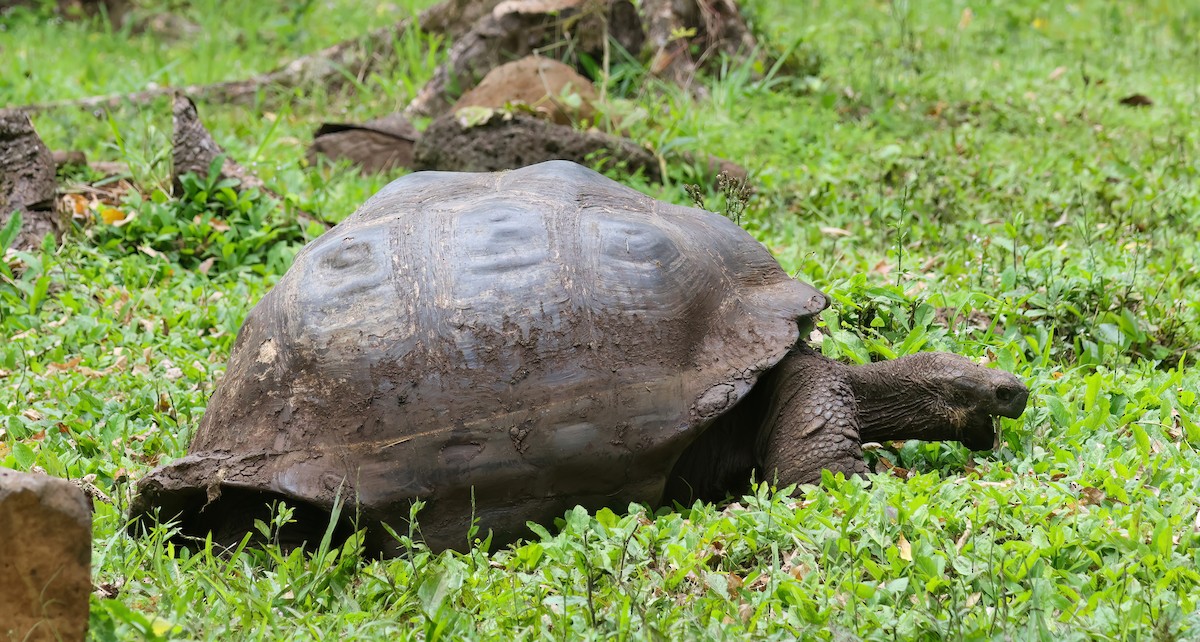 Tortue géante des Galápagos - ML640167994