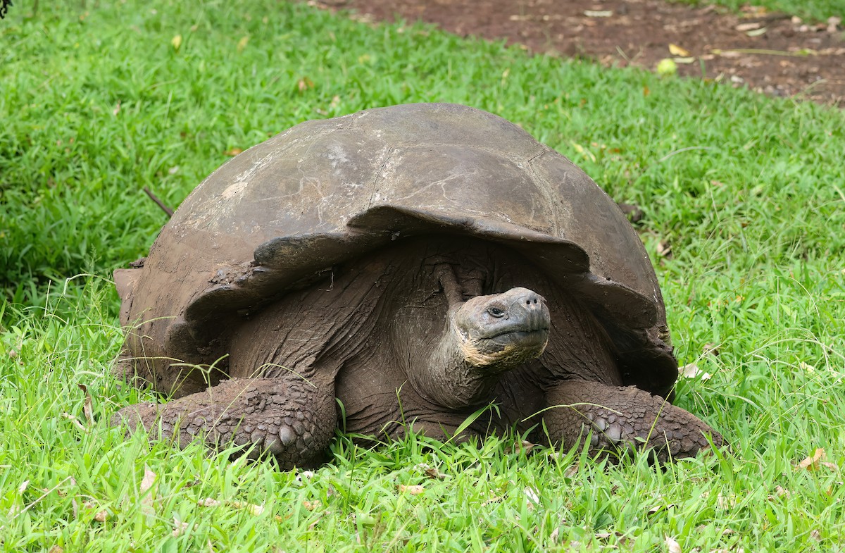 Tortue géante des Galápagos - ML640167995