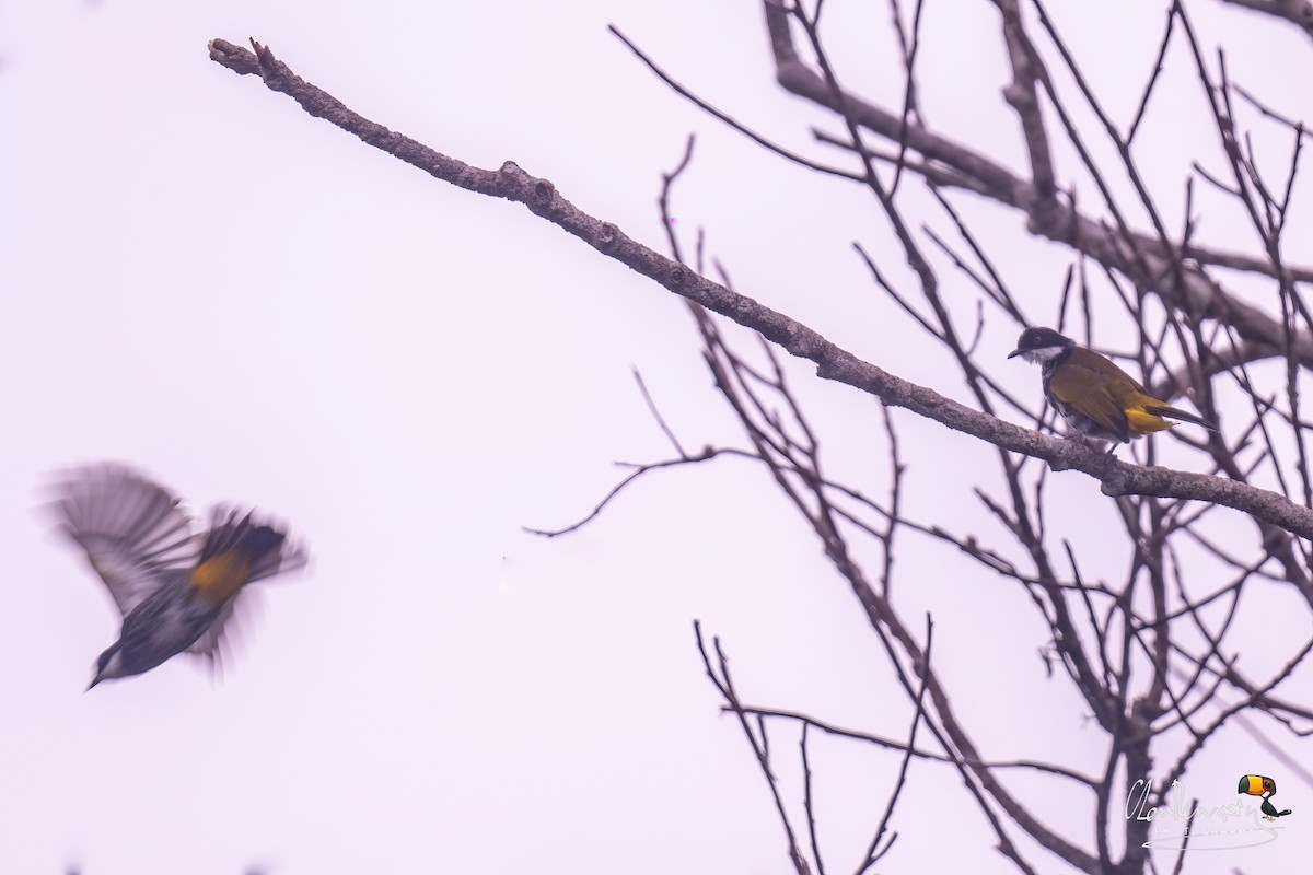 Scaly-breasted Bulbul - ML640168001
